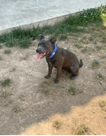 saillie-staffie-bleu-250-big-0