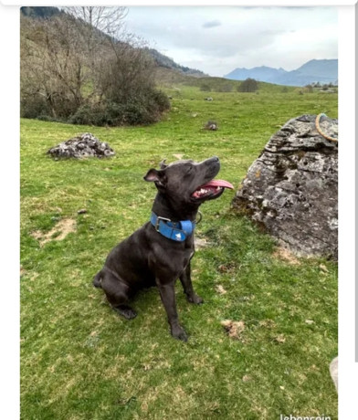 saillie-staffie-bleu-250-big-1