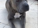 saillie-american-staffordshire-terrier-lof-400-small-0