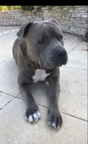 saillie-american-staffordshire-terrier-lof-400-big-0