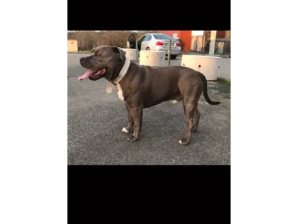 saillie-american-staffordshire-terrier-lof-400-big-1