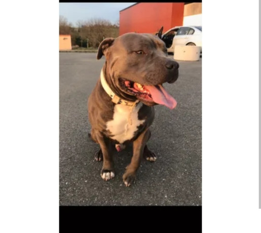 saillie-american-staffordshire-terrier-lof-400-big-2