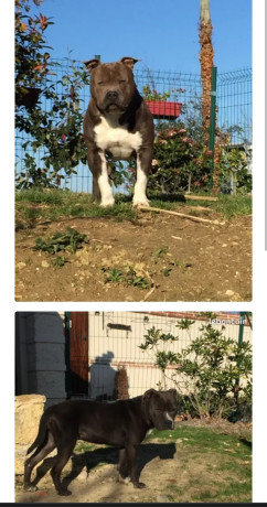 american-staff-femelle-bleu-disponibles-750-big-0