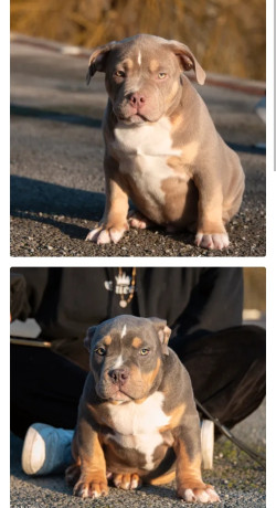 bully-american-750-big-0