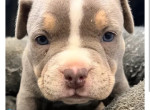 american-bully-1500-small-1