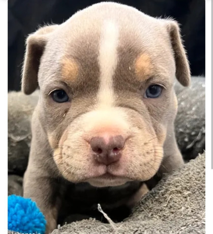 american-bully-1500-big-1