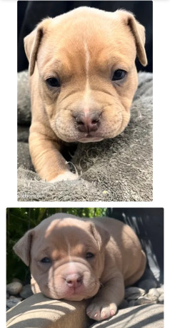 american-bully-1500-big-0