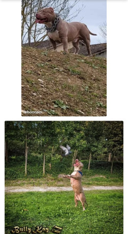 american-bully-0-big-0