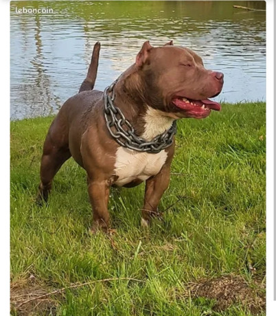 american-bully-0-big-1