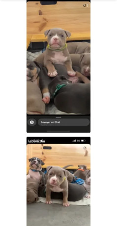 chiot-femelle-americain-bully-1500-big-0