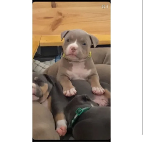 chiot-femelle-americain-bully-1500-big-1