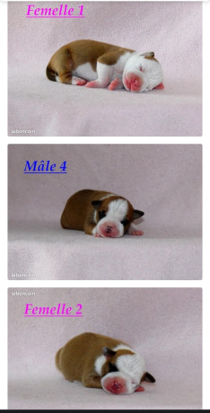 chiots-staff-a-reserver-paiement-45fois-livraison-assuree-600-big-1