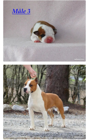 chiots-staff-a-reserver-paiement-45fois-livraison-assuree-600-big-0