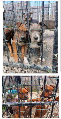 staffamericain-staffamstaff-800-big-1