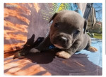 staffordshire-bull-terrier-staffie-staffi-lof-06052023-a-1503-small-0