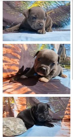 staffordshire-bull-terrier-staffie-staffi-lof-06052023-a-1503-big-0