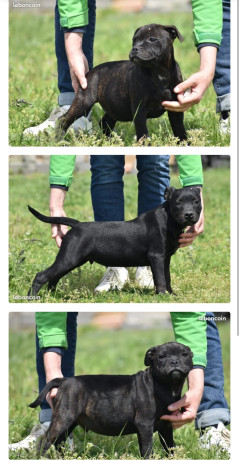 staffordshire-bull-terrier-staffie-900-big-0