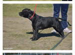 staffordshire-bull-terrier-staffie-900-small-0
