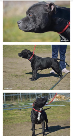 staffordshire-bull-terrier-staffie-900-big-0