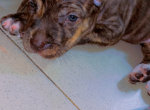 chiot-metisse-cane-corso-et-pitte-bull-pur-sang-a-bon-prix-small-0