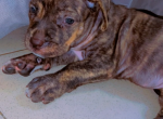 chiot-metisse-cane-corso-et-pitte-bull-pur-sang-a-bon-prix-small-1
