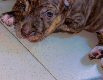 Chiot métisse cane corso et pitte bull pur sang à bon prix