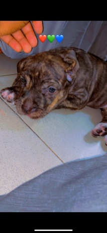 chiot-metisse-cane-corso-et-pitte-bull-pur-sang-a-bon-prix-big-0