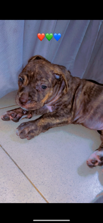 chiot-metisse-cane-corso-et-pitte-bull-pur-sang-a-bon-prix-big-1